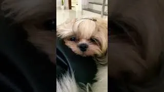 Thumbnail: When you are sick yet adorable