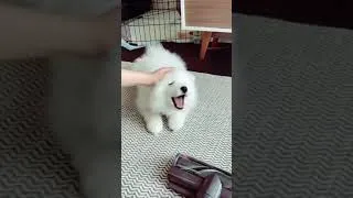 Thumbnail: Puppy Funny Reaction to Vacuum.