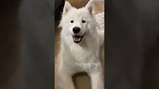 Thumbnail: When my dog calling for mommy, but only daddy replies…. #shorts #samoyed #cutedogs #dog #puppy