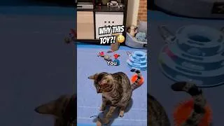 Thumbnail: 🧸🐱 Why Cats Suddenly Become Obsessed With One Toy