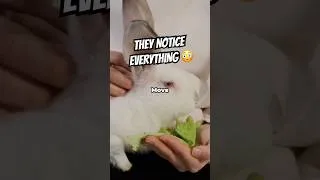 Thumbnail: 👀🐇 Why Your Rabbit Notices Tiny Changes Instantly