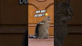Thumbnail: 🚪🐱 Why Your Cat Waits Outside the Bathroom