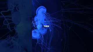 Thumbnail: This Jellyfish Can Reverse Its Own Age