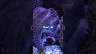 Thumbnail: Octopuses Have Three Hearts (And One Stops When They Swim)