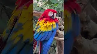 Thumbnail: Parrot Calling Sound 🦜 #parrot #viral #shortsParrot| Sound Videos Compilation|parrot sound