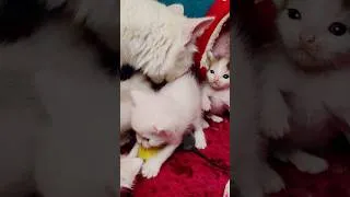 Thumbnail: Mother cat feeds her kittens. #cats