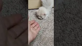 Thumbnail: Mom helped the little kitten.