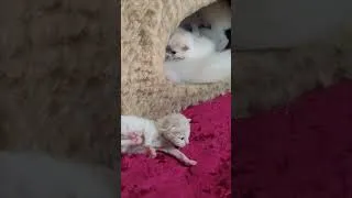 Thumbnail: Mother cat and her kittens. #shorts