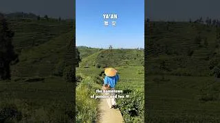 Thumbnail: Beautiful Tea Plantations in Ya’an, Sichuan