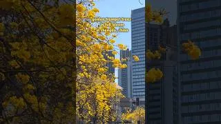 Thumbnail: Spring Blossom Update for the First Week of April 2026 in Chengdu