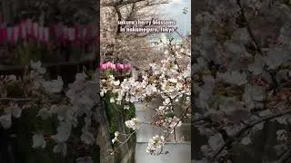 Thumbnail: Cherry Blossom 2026 in Nakameguro, Tokyo 🌸 #tokyo #nakameguro