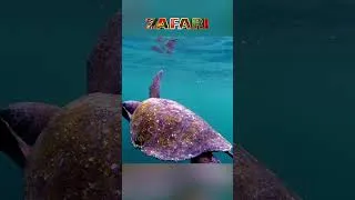 Thumbnail: Sea Turtles Are Amazing Swimmers #Zafari #AnimalFriends