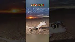Thumbnail: Lots of animals live in the desert 🌵 #shorts #zafari