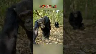Thumbnail: Bonobos live quite peacefully ☮️ #zafari #shorts