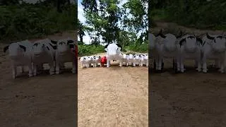 Thumbnail: Brave Mama Cow Saves Her Baby From a Bully!
