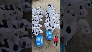 Thumbnail: Many Cows in One Place | Calm Countryside Scene.🐄 #cowvideos