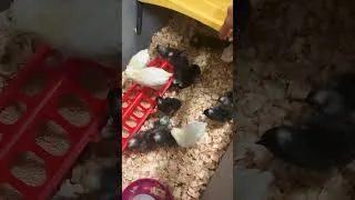 Thumbnail: 🐤 Just some cute baby chicks to start off your week! #babychicks #babyanimals #cuteanimals