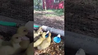 Thumbnail: 🦆 Just some ducklings drinking water to get you through the week! #ducklings #duckvideo #babyanimals