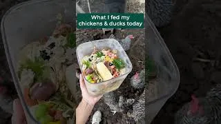 Thumbnail: 🐔🦆 What I fed my chickens & ducks today #backyardchickens #ducks