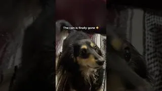 Thumbnail: Karin Was Ready to Go the Moment the Rain Stopped 🐾