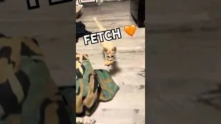 Thumbnail: Playing Fetch 🧡