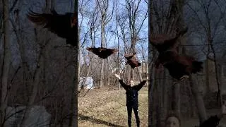 Thumbnail: F it, chicken highlights