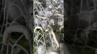 Thumbnail: The Process of Silkworm Cocooning #massproduction #farming #beekeeper#silkworms
