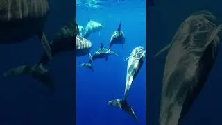 Thumbnail: Dolphin Splash Song for Kids | Interactive Ocean Adventure