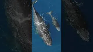 Thumbnail: Fun Humpback Whale Song for Kids | Ocean Adventure & Learning Facts