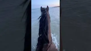 Thumbnail: Aghh Summer Vibes 🌺☀️🍉 where’s your fav place to ride? #horse #equestrian #horse #beach #summer