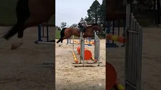 Thumbnail: Poker Face ♥️♣️ #horse #equestrian #horsejumping #showjumping #horses #trending #fyp #horsegirl