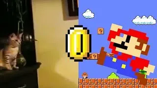 Thumbnail: Super Mario Jumps on Cat! | Funny Vine