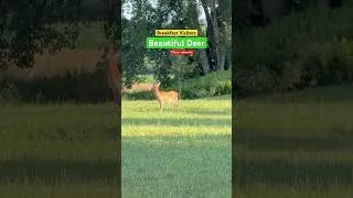 Thumbnail: Camp Guests 🦌