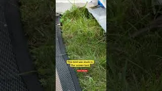 Thumbnail: OMG this bird is stuck in the tent! #birds #viral