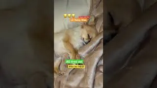 Thumbnail: Sleepy Daisy Mae #pets #dogs #chihuahua