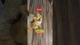 Thumbnail: Stolen from MY purse 😂 #pets #dogs #chihuahua