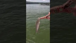 Thumbnail: Surprise Catfish at Lake Wallenpaupack! #fishing #outdoors