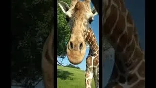 Thumbnail: POV: You roll down the window and THIS is who pulls up 😂🦒