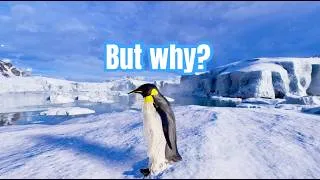 Thumbnail: nihilist penguin meme - Mountain Penguin in 360° Video | VR | ( But Why? Penguin meme )