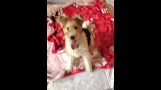 Thumbnail: Margaux on the Fourth of July