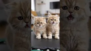 Thumbnail: cute kitten #cutecat #nicecat #catfancy #cats #shorts #meow