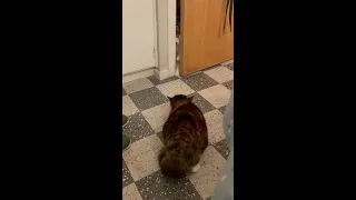 Thumbnail: 🐱 Zion attempts to make friends with 🐈 Nova - #shorts