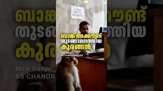 Thumbnail: ഒരു പാവം കുരങ്ങൻ | ബി എസ് ചന്ദ്ര മോഹൻ | Mlife Daily