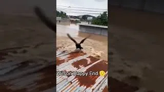 Thumbnail: Wilson Finally has reunited with us. Wilson Lo siento  #viral #wilson #memes #chicken #sad