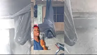 Thumbnail: Meet the Megabat (Real Life Dracula??)