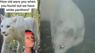 Thumbnail: Meet the White Panther!