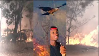 Thumbnail: This Bird Starts Fires On Purpose