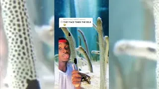 Thumbnail: You could’ve FaceTimed an Eel....