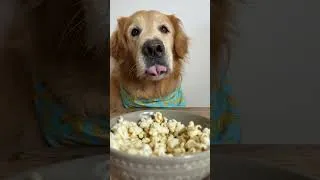 Thumbnail: ASMR Golden Retriever Catches Popcorn Mid-Air 🍿 ASMR #shorts #dog #goldenretriever
