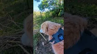 Thumbnail: POV: You are a Golden Retriever exploring the forest 🐶🌳 #shorts